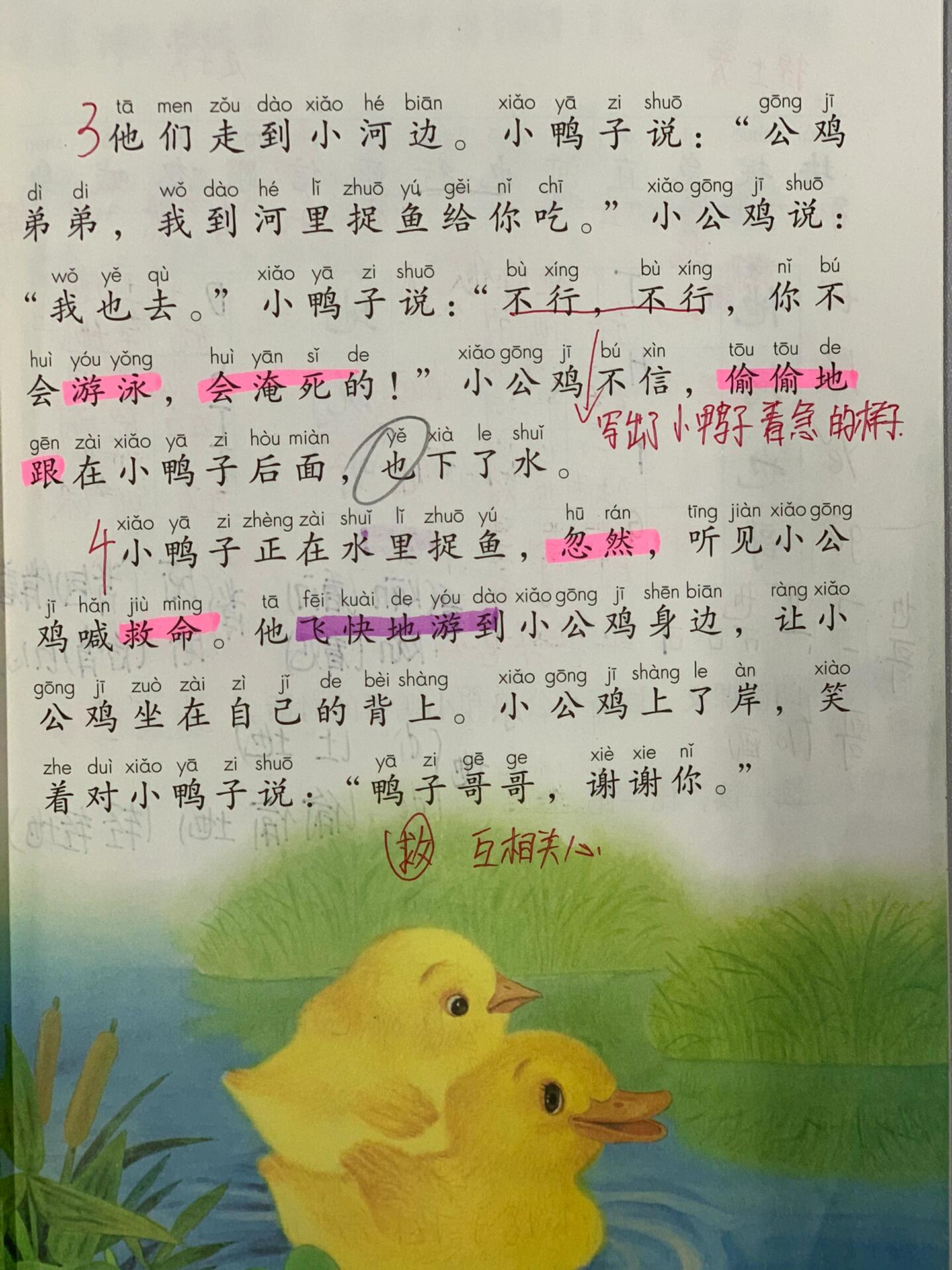 课文小公鸡和小鸭子图片