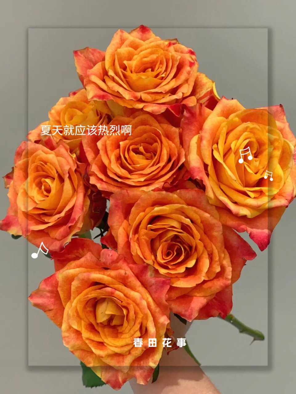 活力系玫瑰的代表——欢乐颂玫瑰 78颜色:橙色调的双色玫瑰,花色