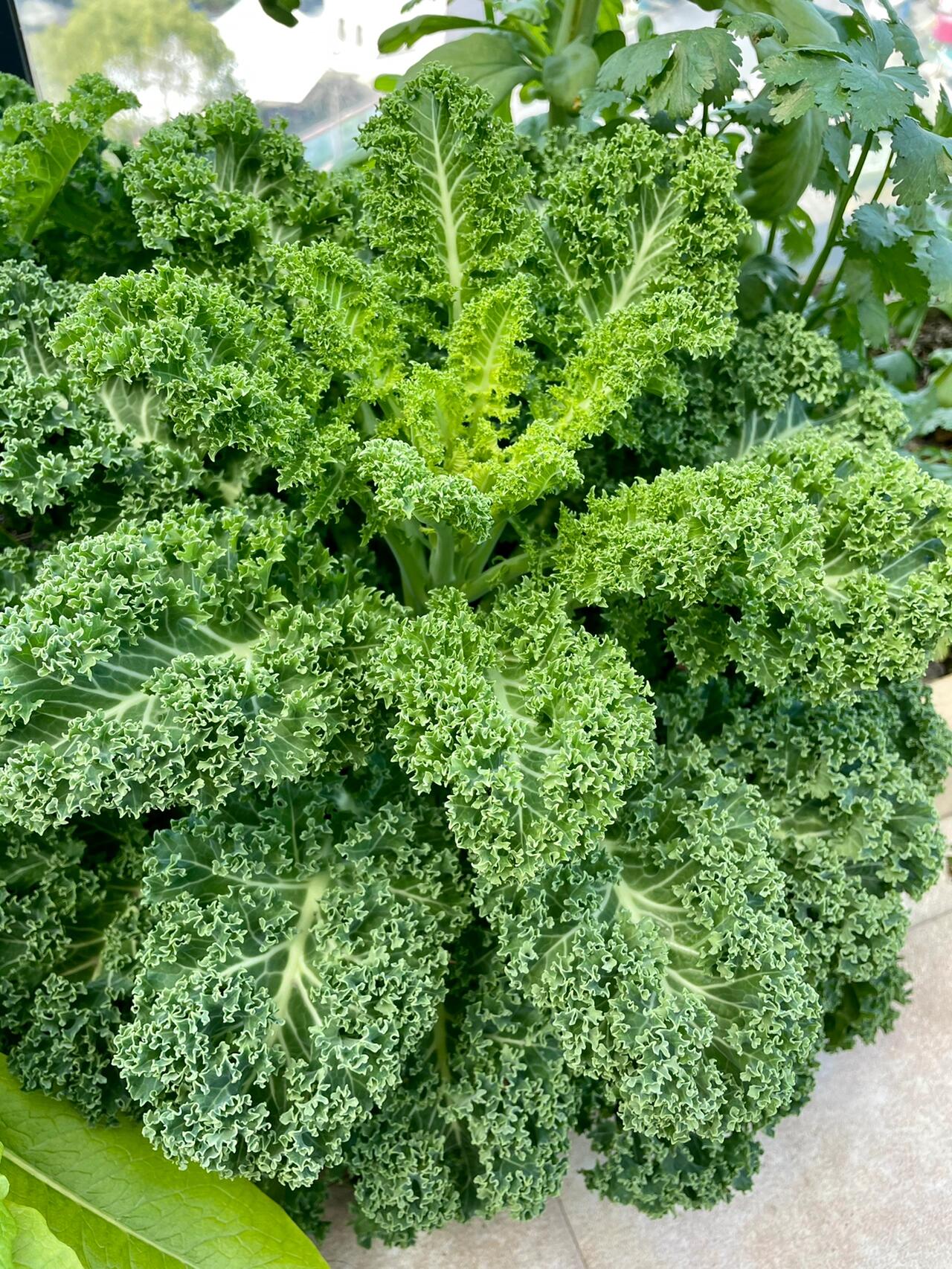 羽衣甘蓝的春天