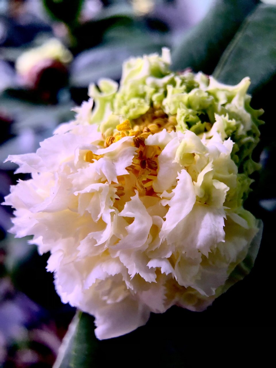 两年来第一次成功开放的绿可娜茶花 养了两年的绿可娜 终于有半朵花