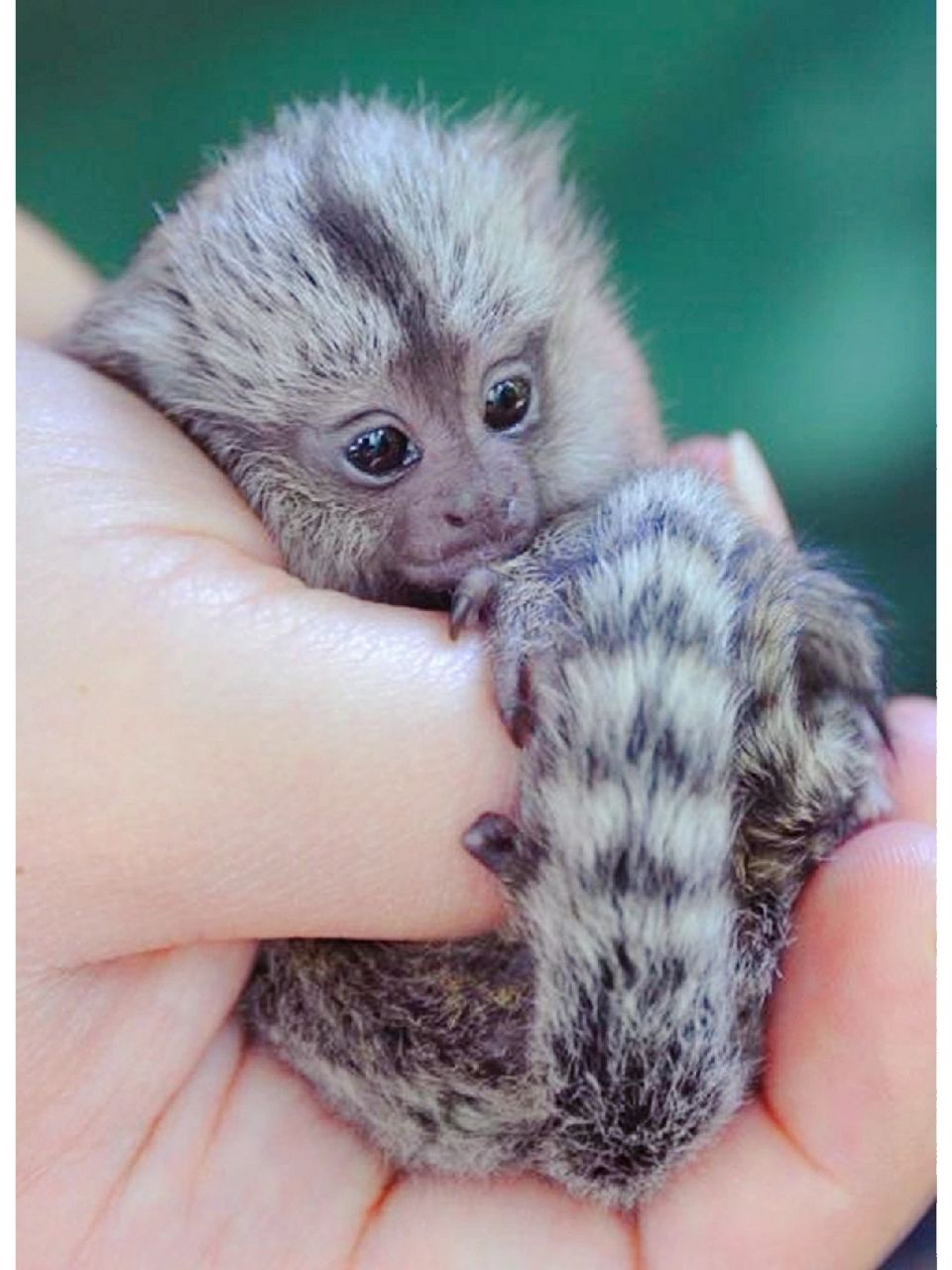 世界上最小的猴子,拇指猴 世界上最小的猴子,拇指猴,太可爱了吧