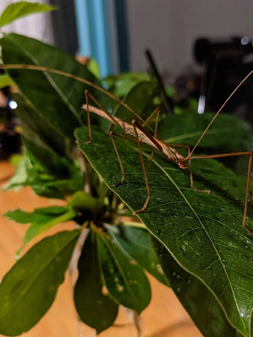 像树枝一样的昆虫图片