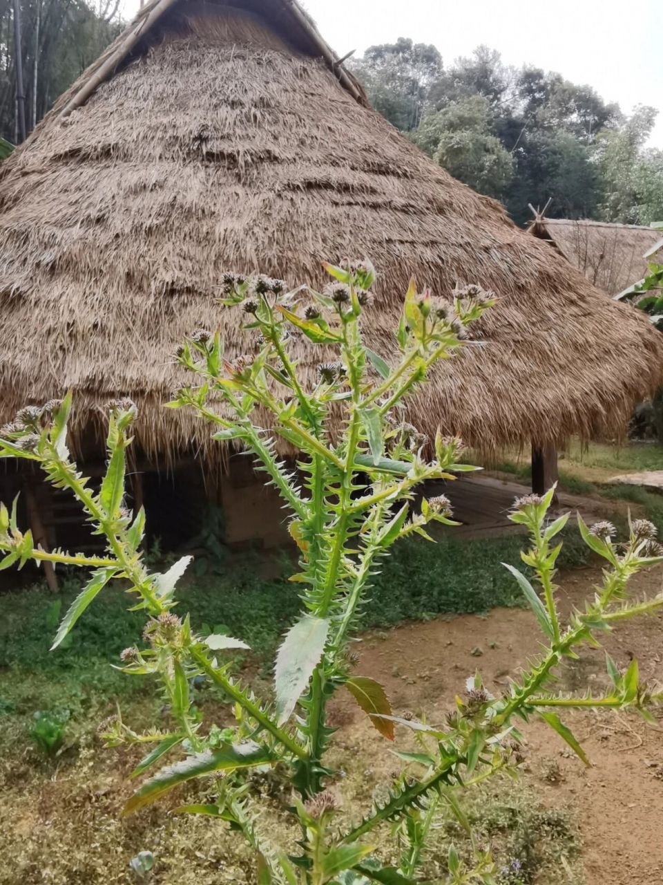 翼齿六棱菊| 地方抗疫药材之一 翼齿六棱菊,别称臭灵丹,菊科,六棱菊属