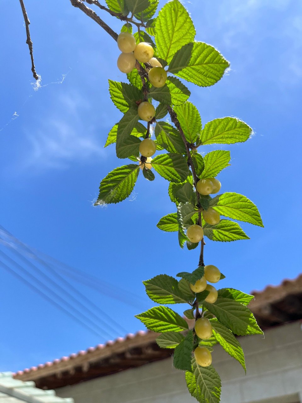 像珍珠一样的白樱桃