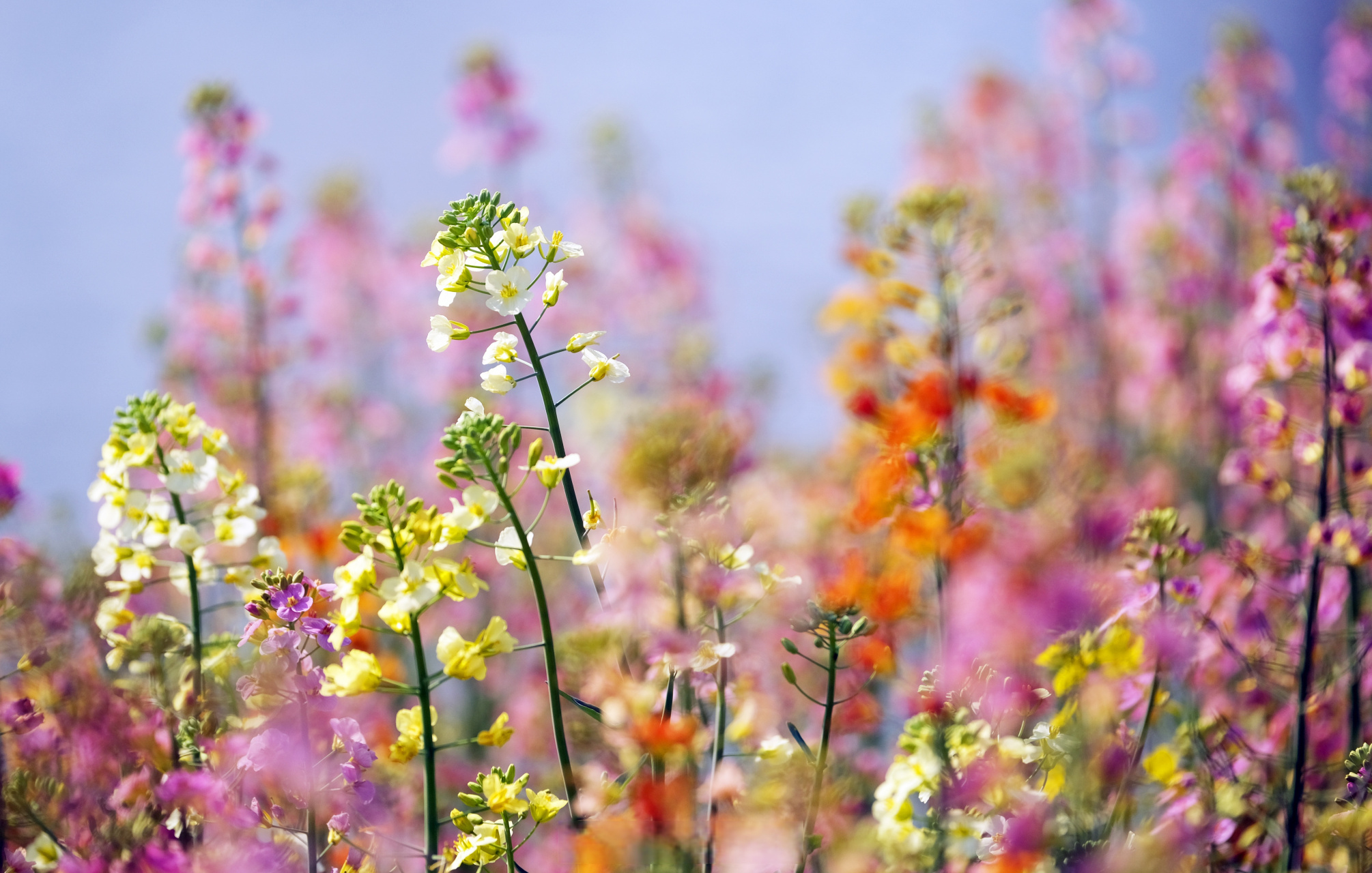 云龙镇油菜花图片