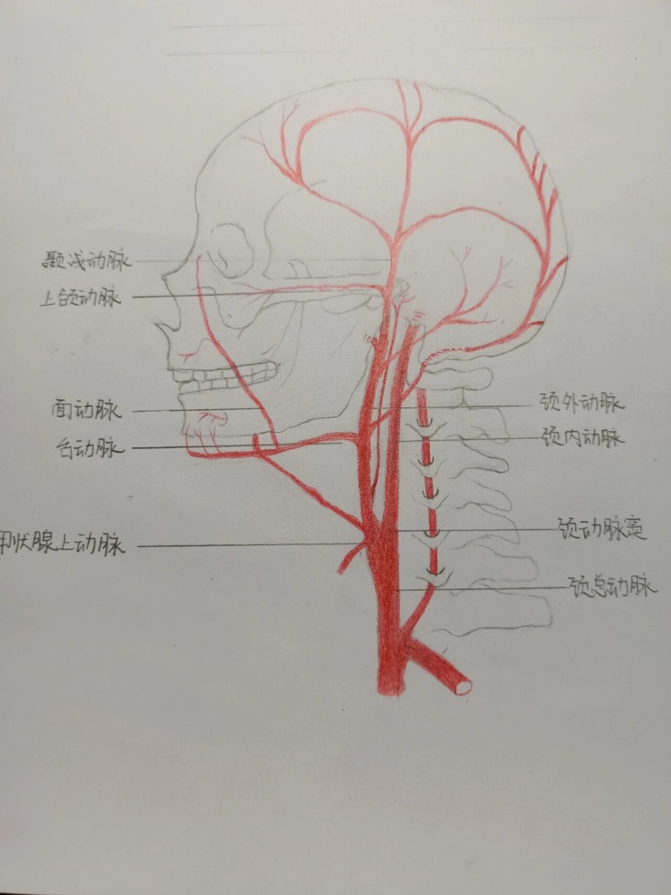 新生儿动脉抽血定位图图片