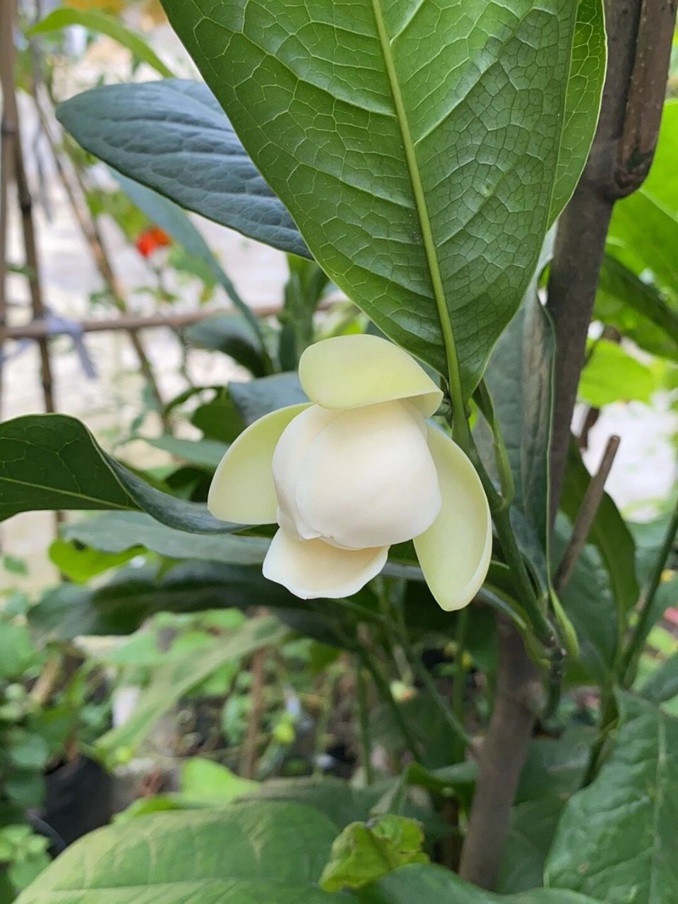 醪糟花.哈哈哈.