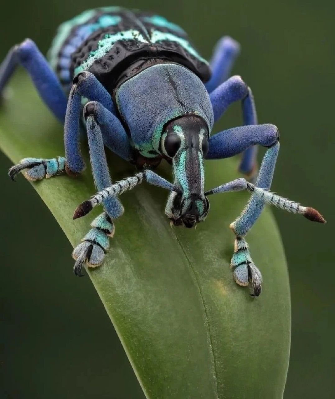 我们是害虫———不是所有象鼻虫都是害虫 象鼻虫(boll weevil,拉丁学