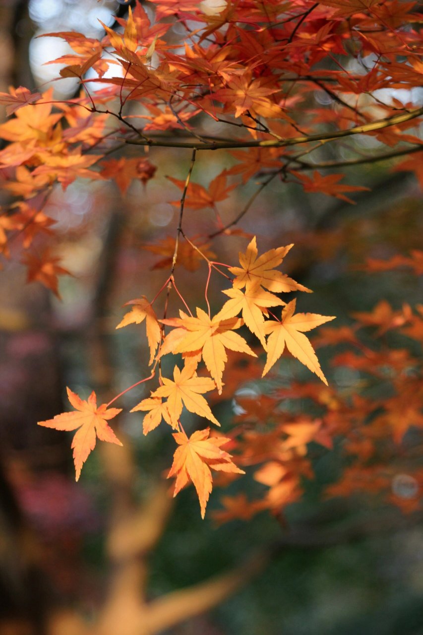 93金陵秋色 | 中山植物园北园红枫岗 时间:11.
