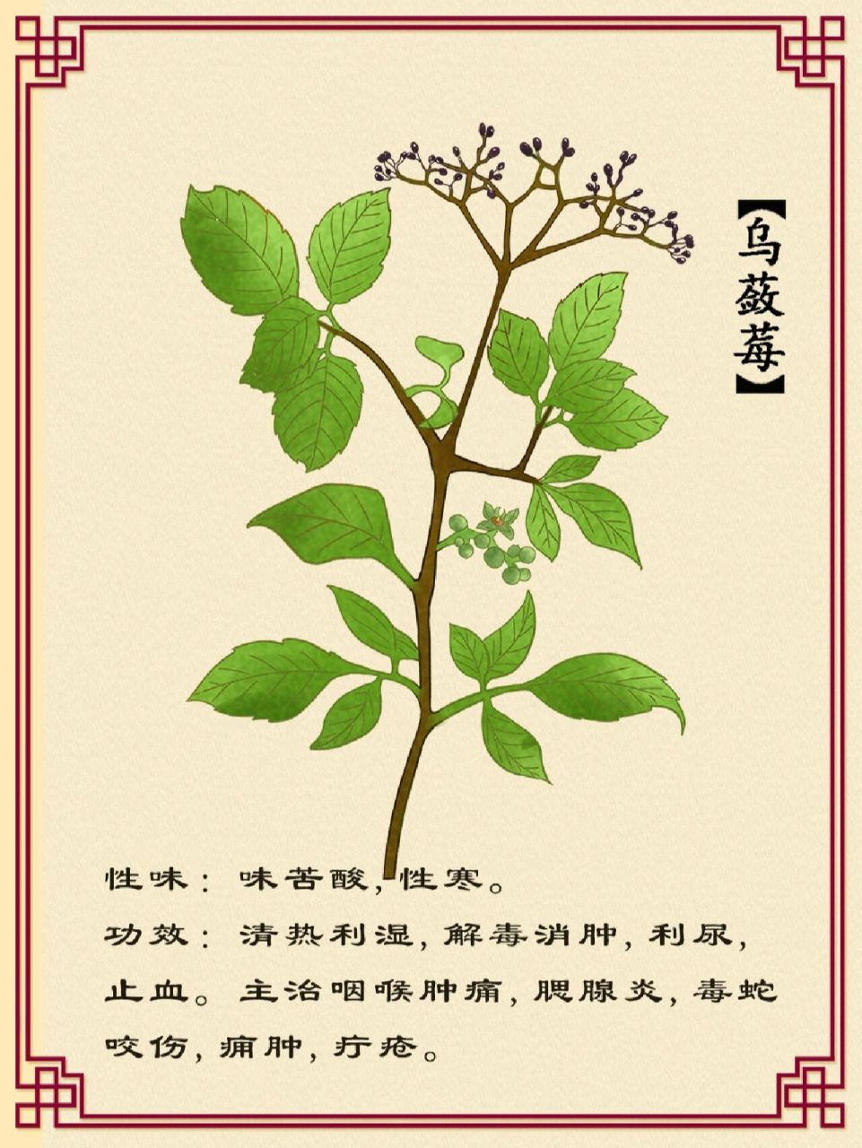 每日懂一味药材|乌蔹莓 天然花露水.
