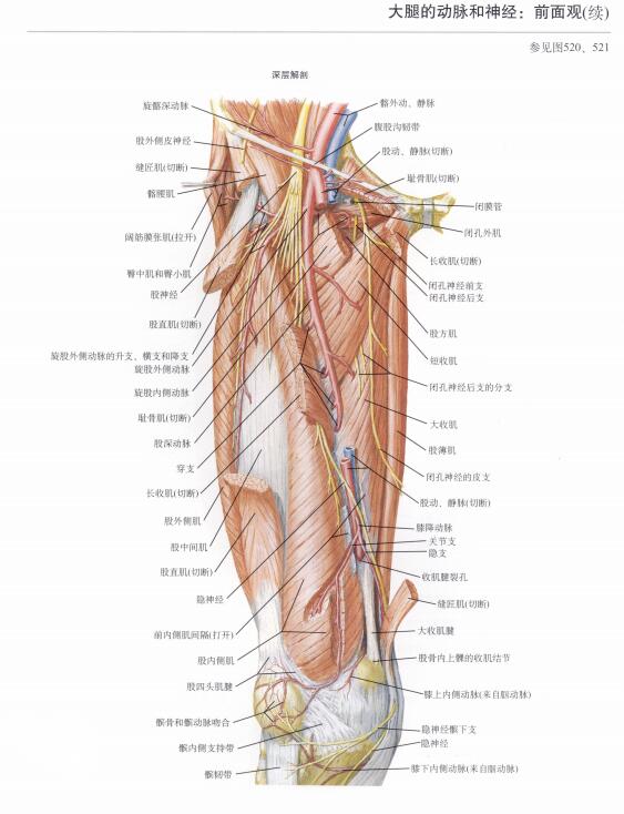 下肢动脉血管解剖图图片