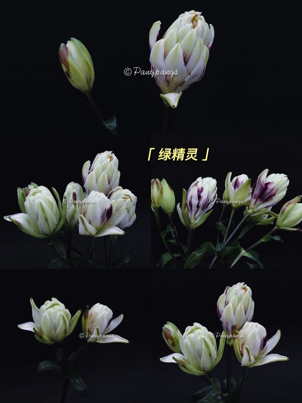 重瓣百合图鉴 16615异国阳光重瓣百合 26615太平盛世重瓣百合