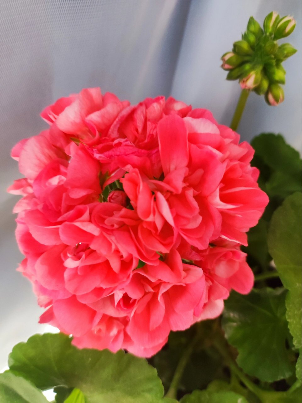 天竺葵高地魅力 买的其他品种,结果商家发错了,开花后,给我说这个是