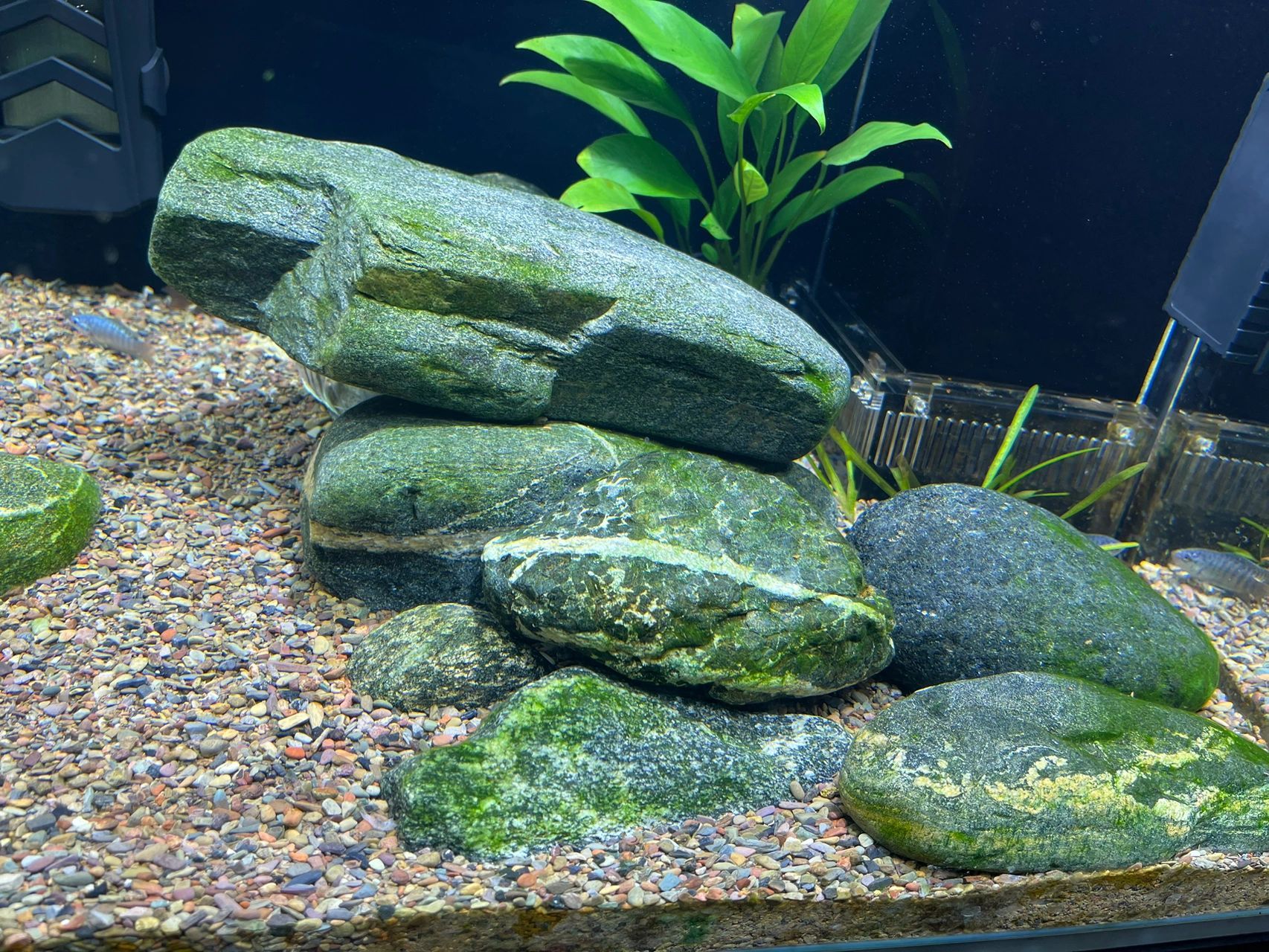 鱼缸石头上的绿藻怎么去除 鱼缸里石头上不知道是绿藻还是青苔,长了