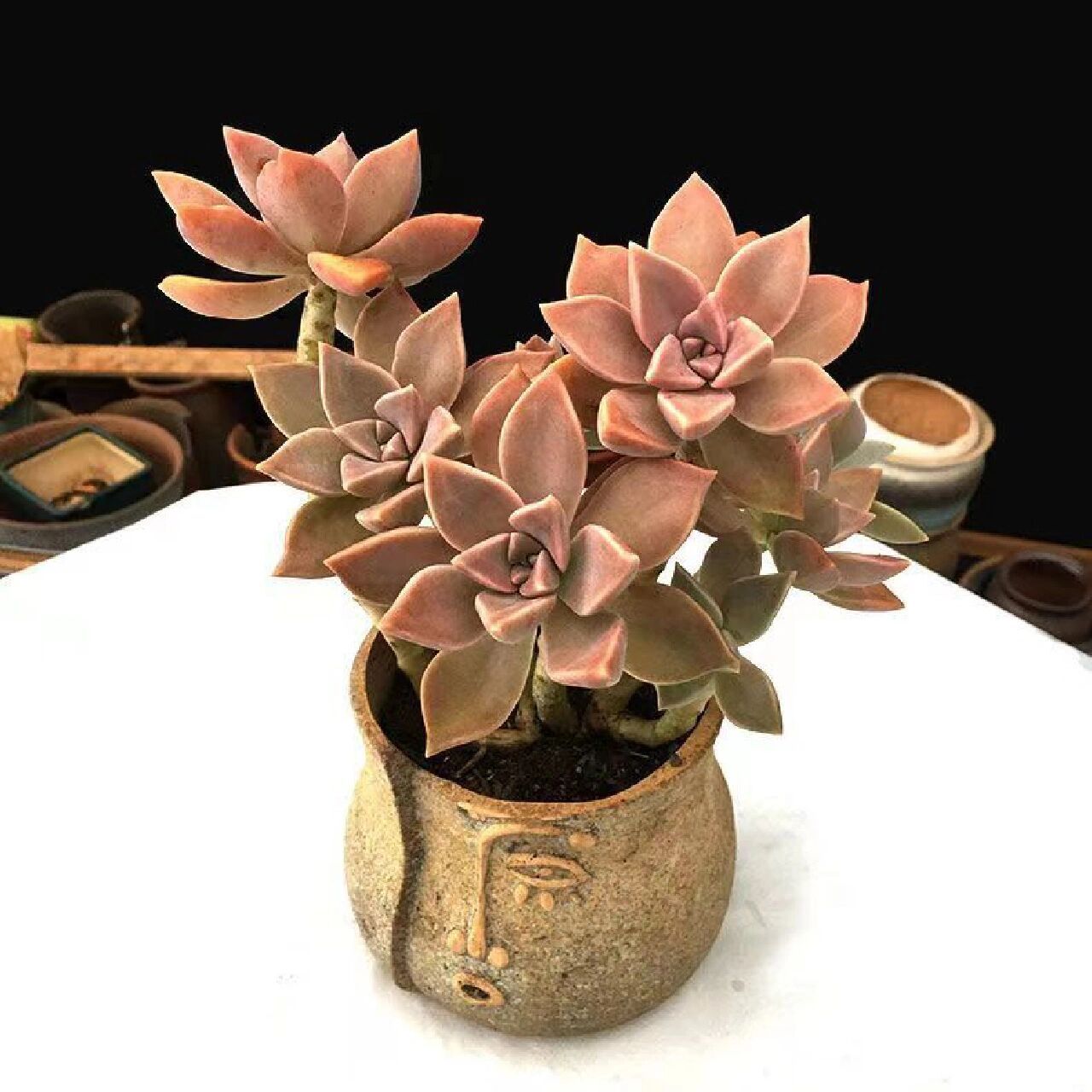 96每天认识一种多肉949896阿伦培 景天科,风车草属的多肉植物