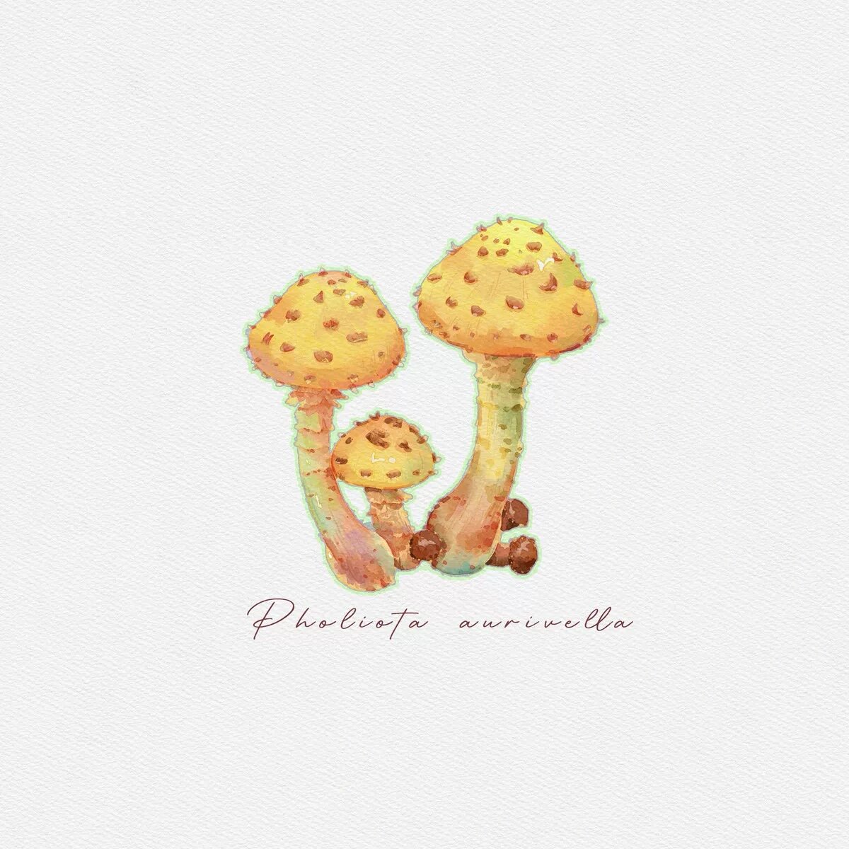 《蘑菇合集》水彩插画