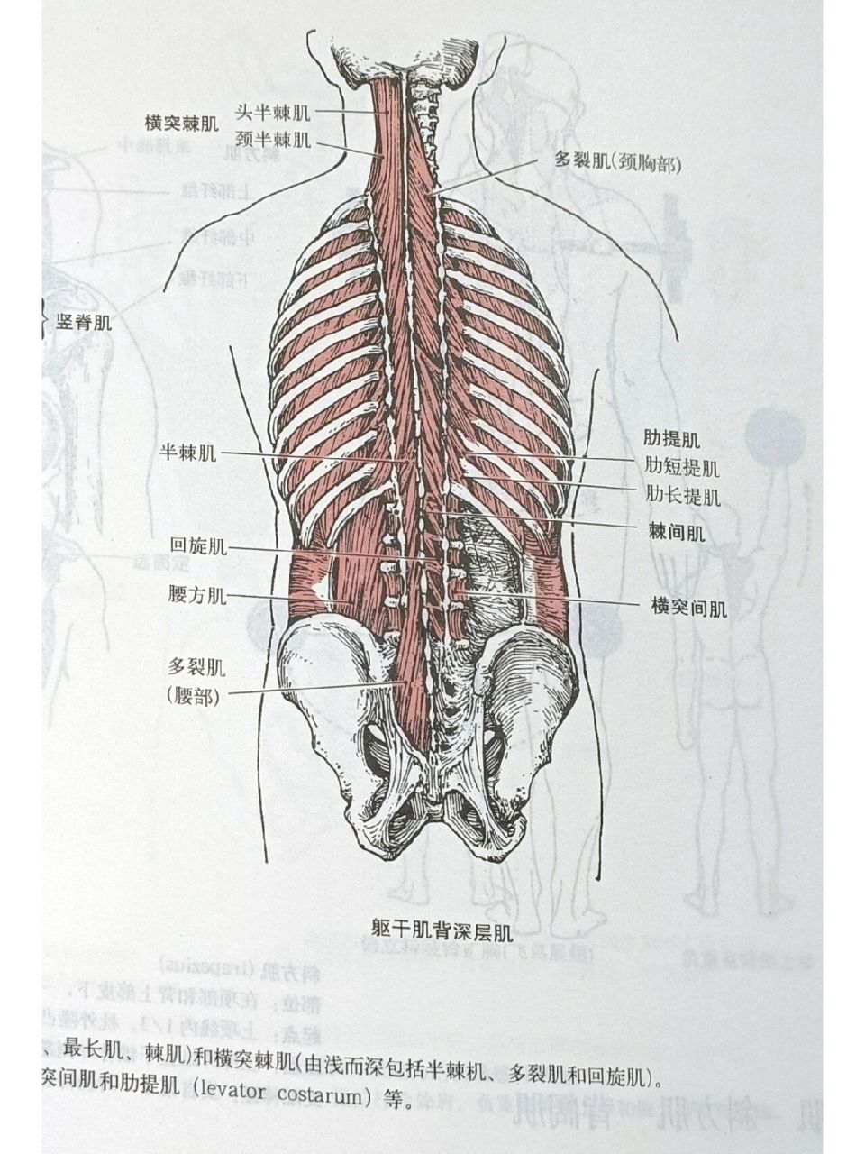解剖-背部肌肉 深层中层浅层