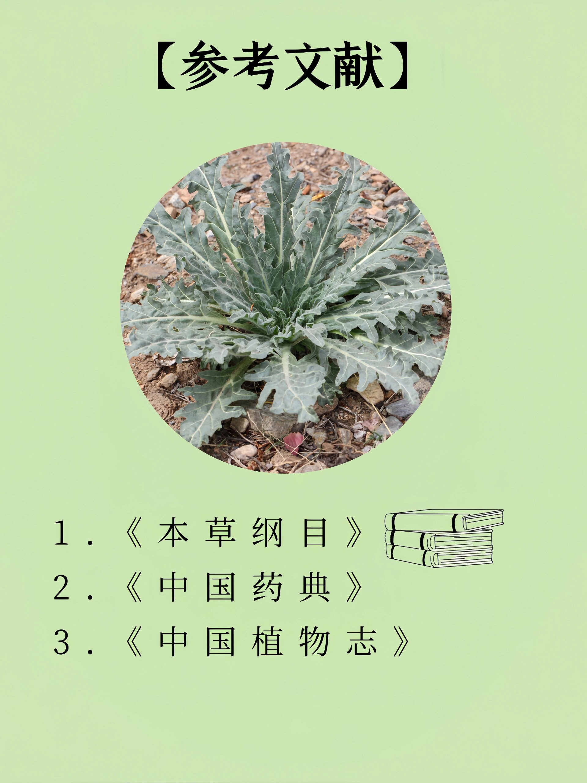 03361野菜|天仙子,又一剧毒植物,来认识一下!