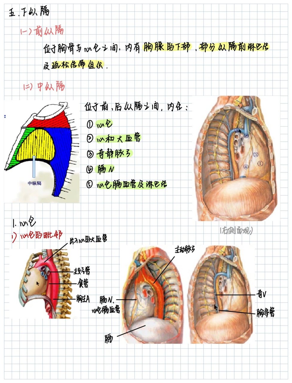 纵膈解剖示意图图片