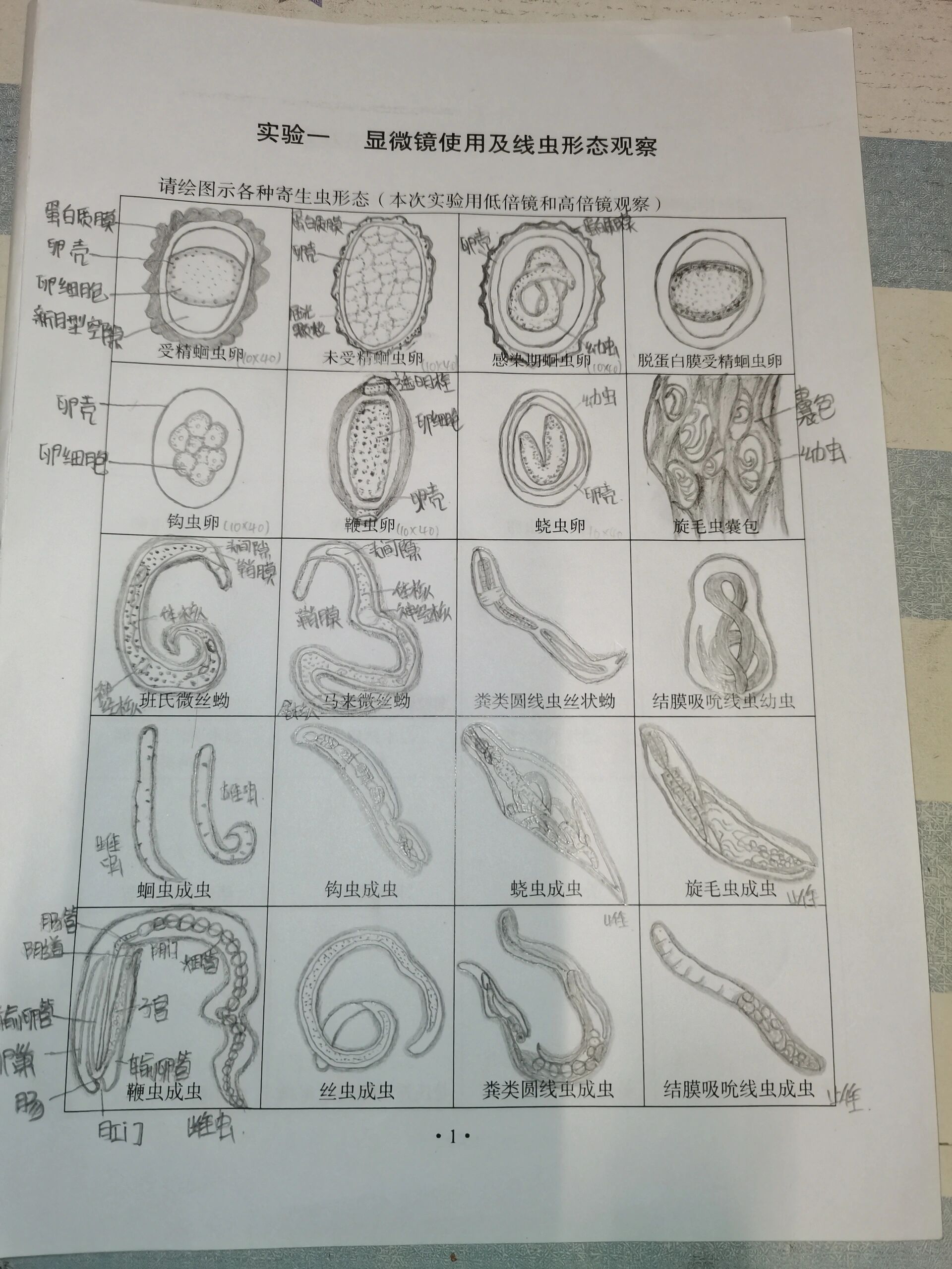 蛔虫卵结构图图片