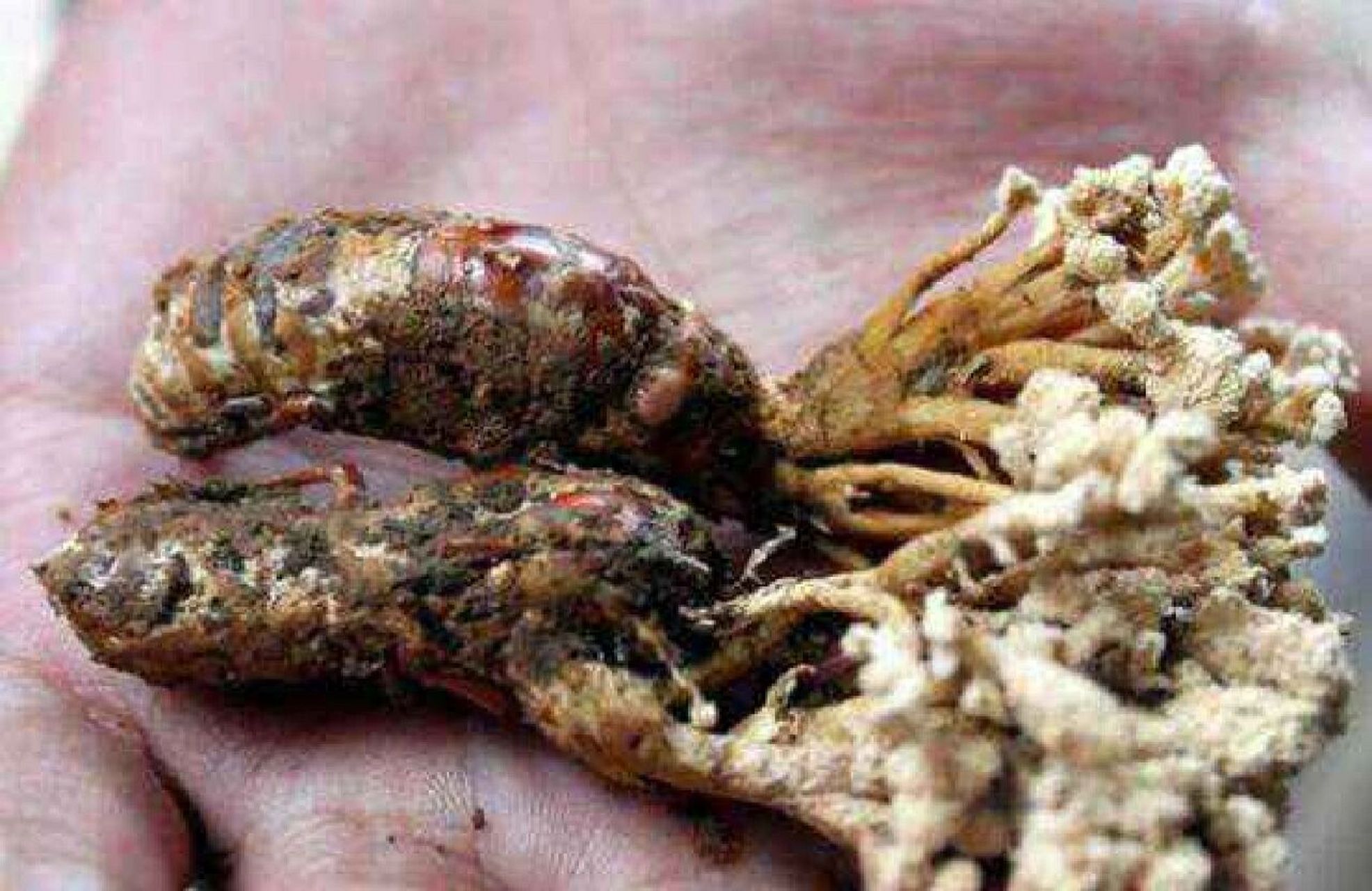 知了花/金蝉花 功效与作用 熄风止痉,明目退翳,透疹止痒 金蝉花是虫生