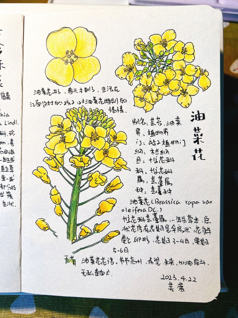 彩铅油菜花图片