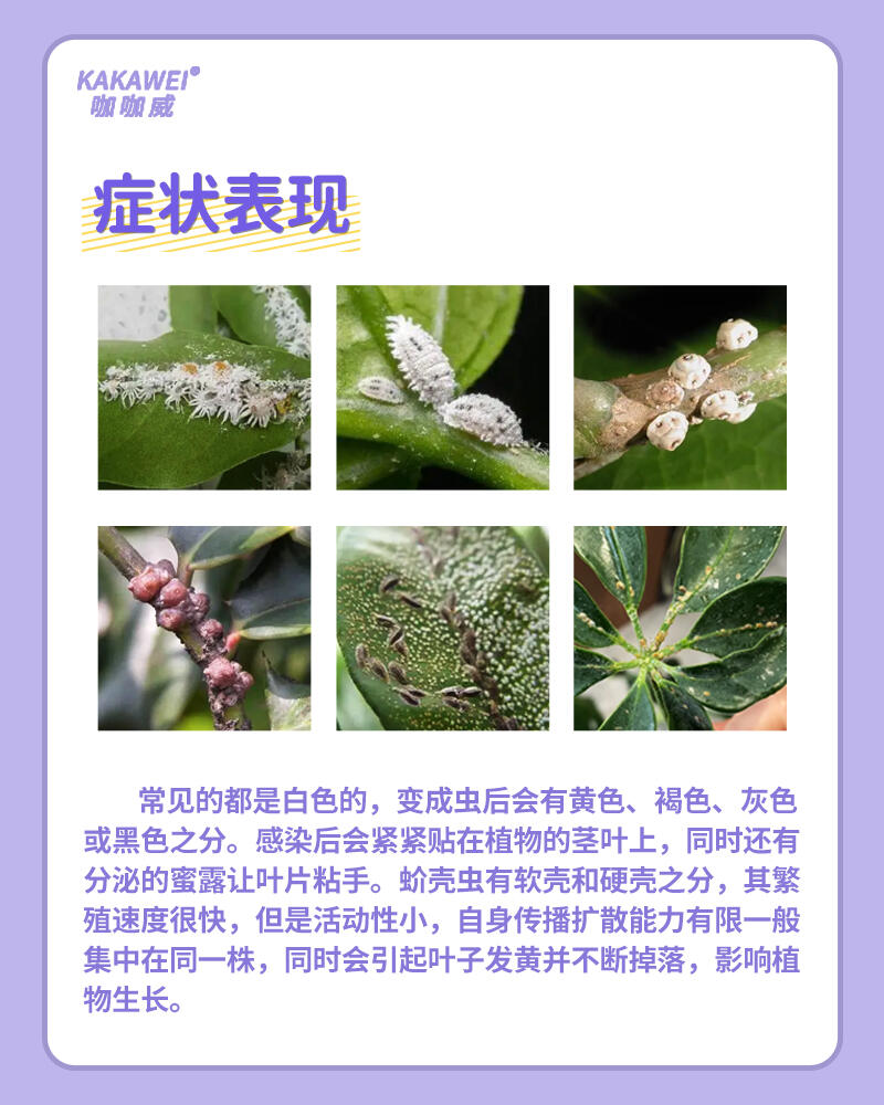 茶花蚧壳虫图片大全图片