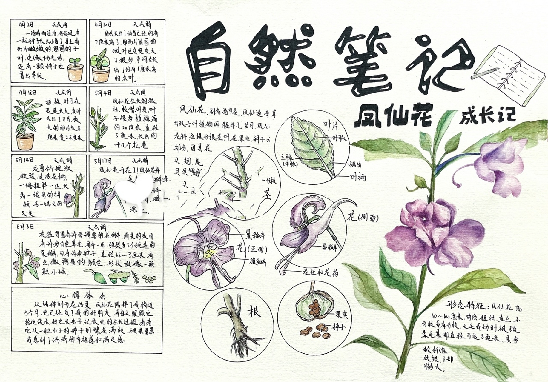 凤仙花简笔画 手抄报图片