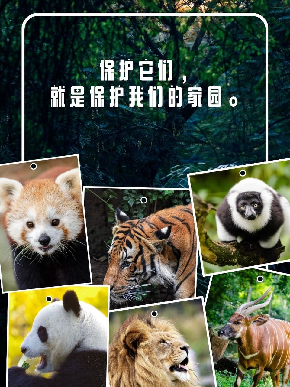 保护野生动物的标语宣传语 1. 97 关爱野生动物,守护绿色家园! 2.