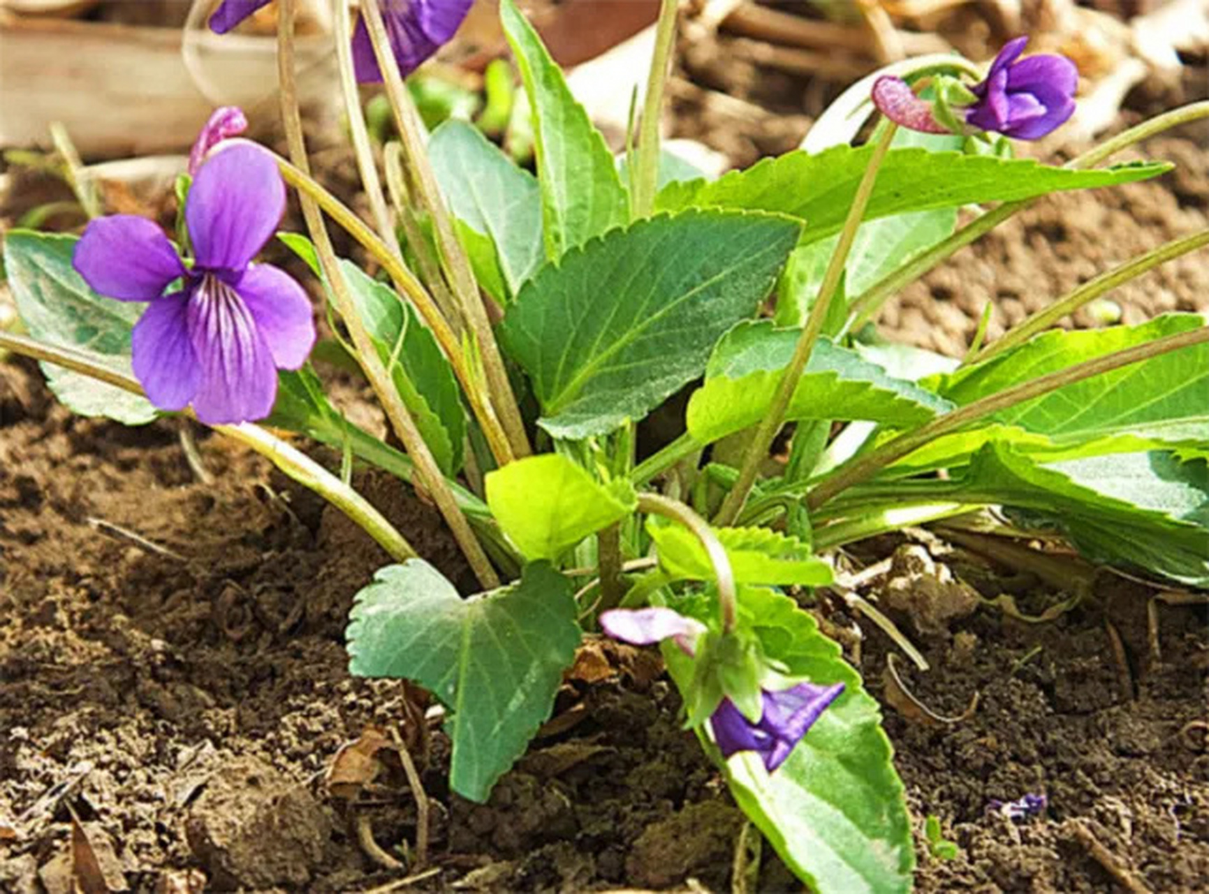 区别早开堇菜与紫花地丁 1,花期不同:早开堇菜开花早,紫花地丁略晚;2