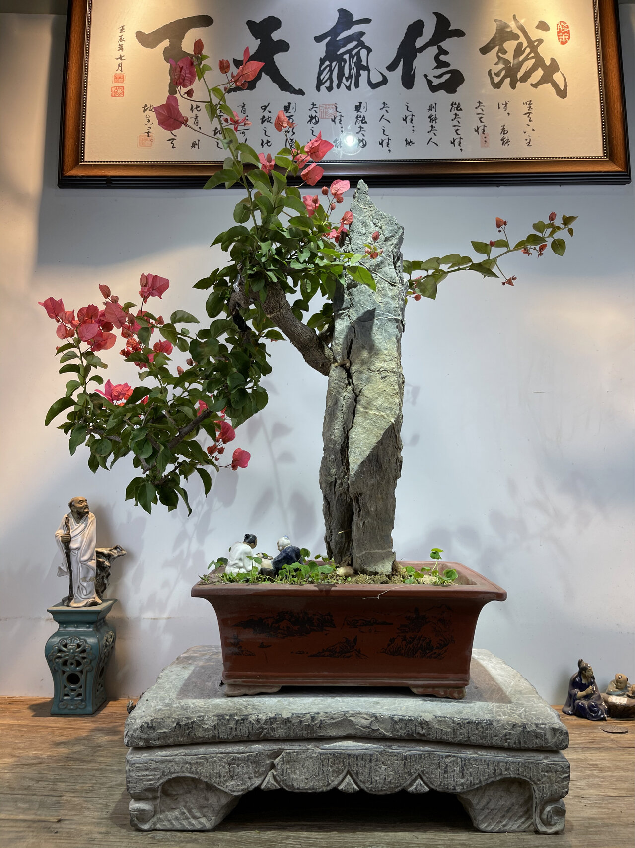 97三角梅 | 附石盆景7215 附石盆景将树木附植石间,根系伸人