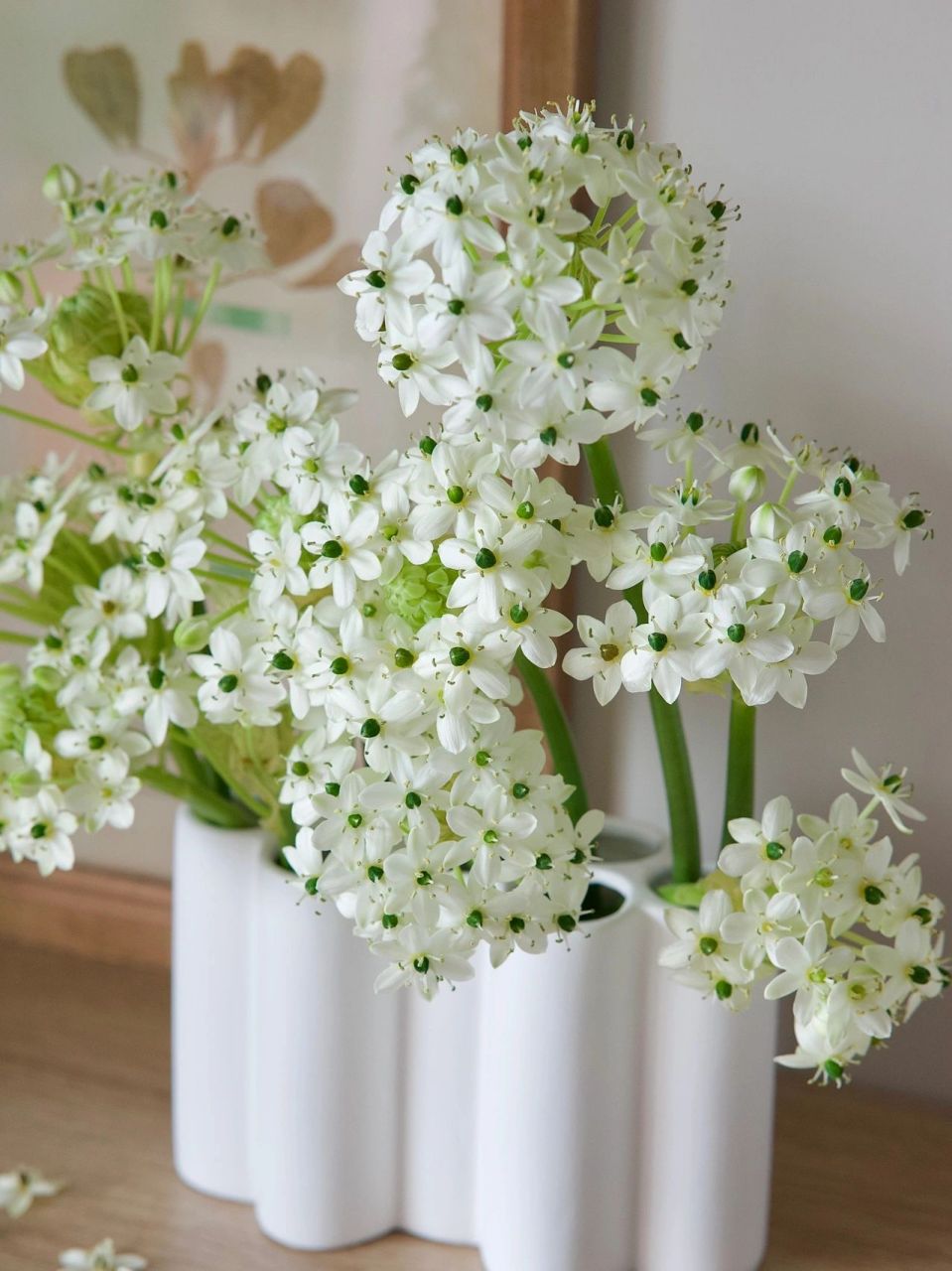 花材分享 | 天鹅绒78 天鹅绒/伯利恒之星是百合科多年生球根植物