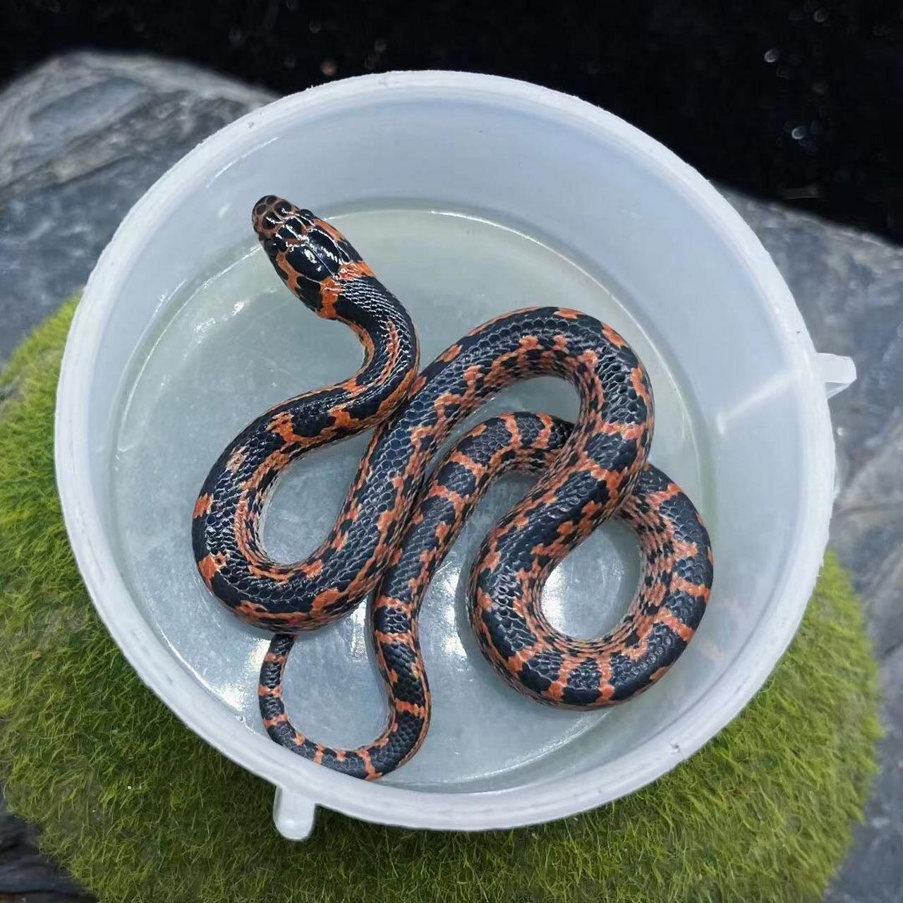 变异赤链蛇9615 来货了 超级好养 吃鱼切块就行 各位老板 需要的