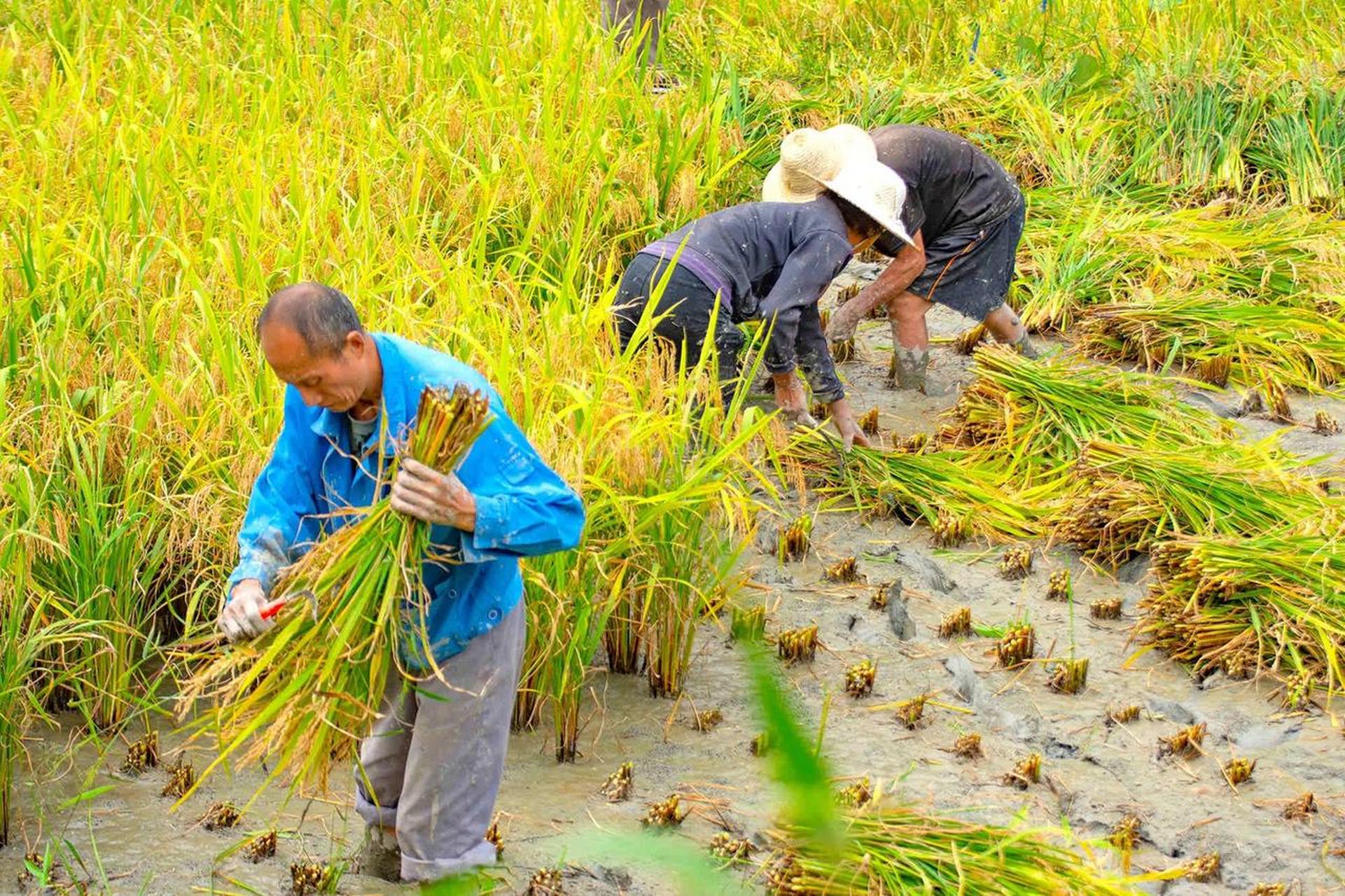 能挣钱,以种植1季1亩水稻为例,可以挣到570元左右,但挣到的这个钱并