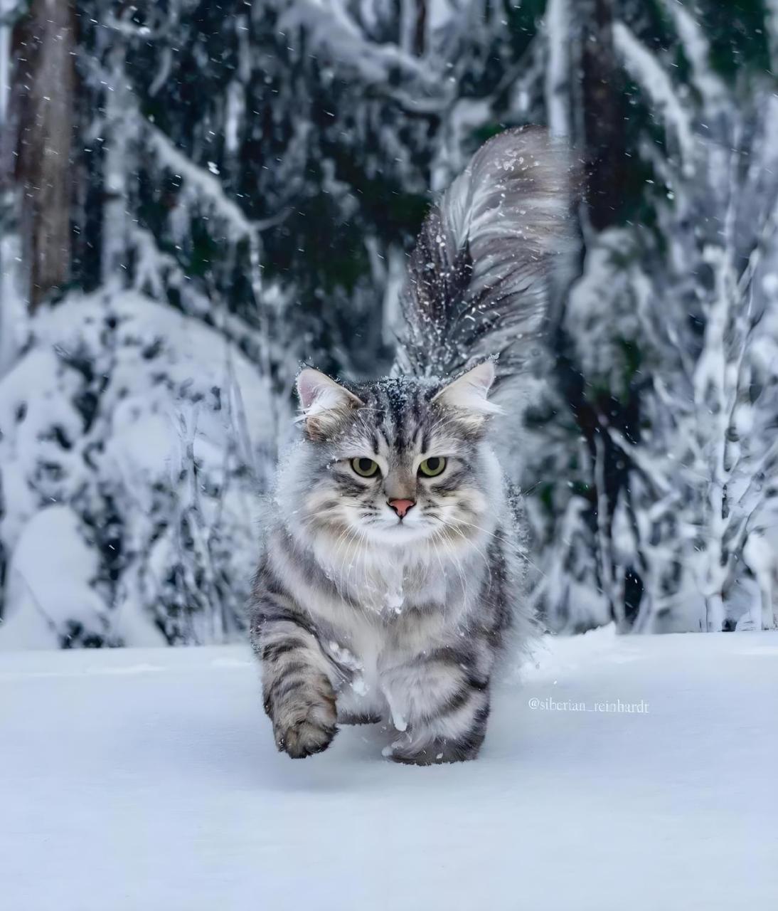 西伯利亚森林猫多长图片