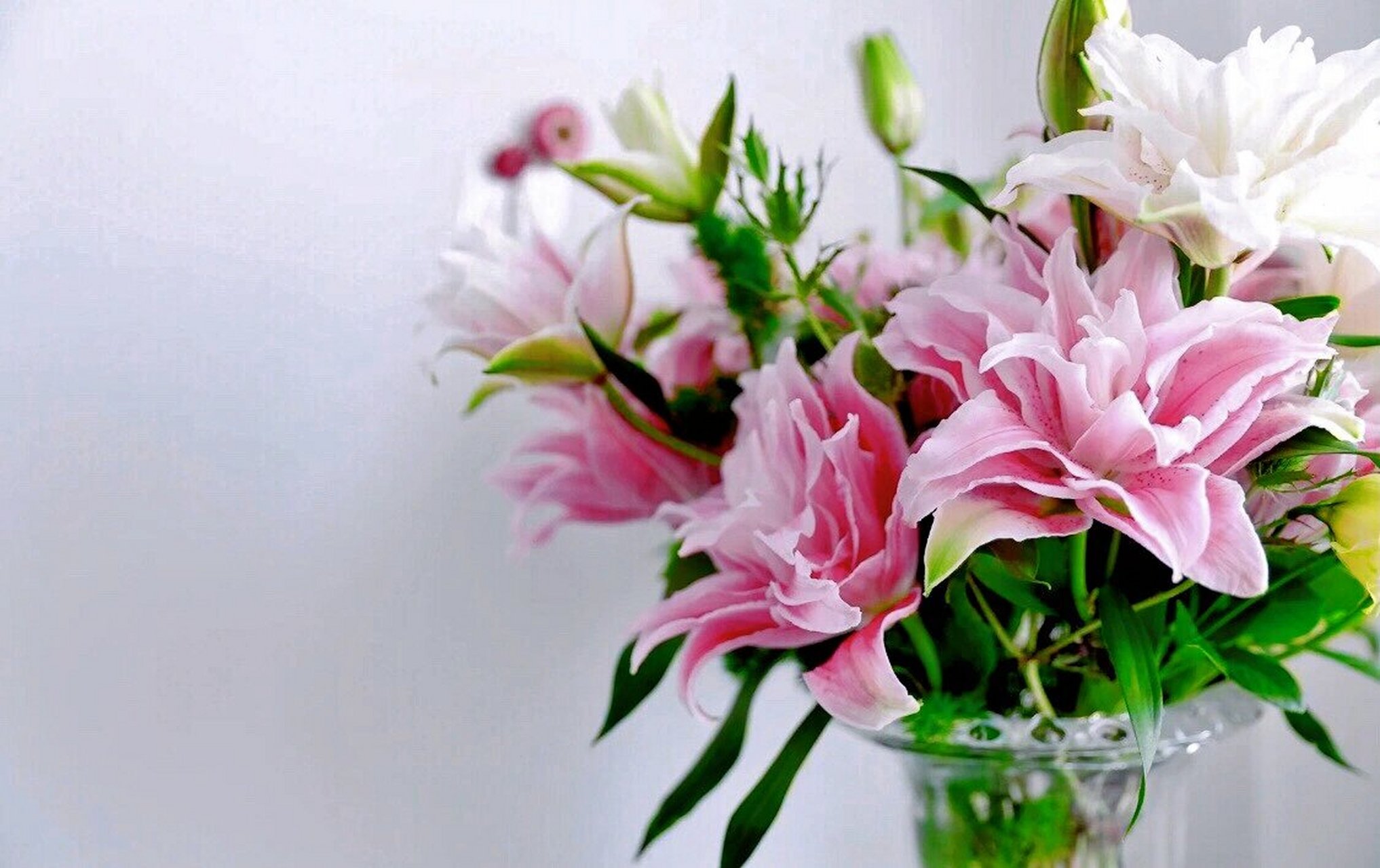 伊莎贝拉重瓣百合 伊莎贝拉重瓣百合花语是高贵伟大的爱,纯洁,梦幻.