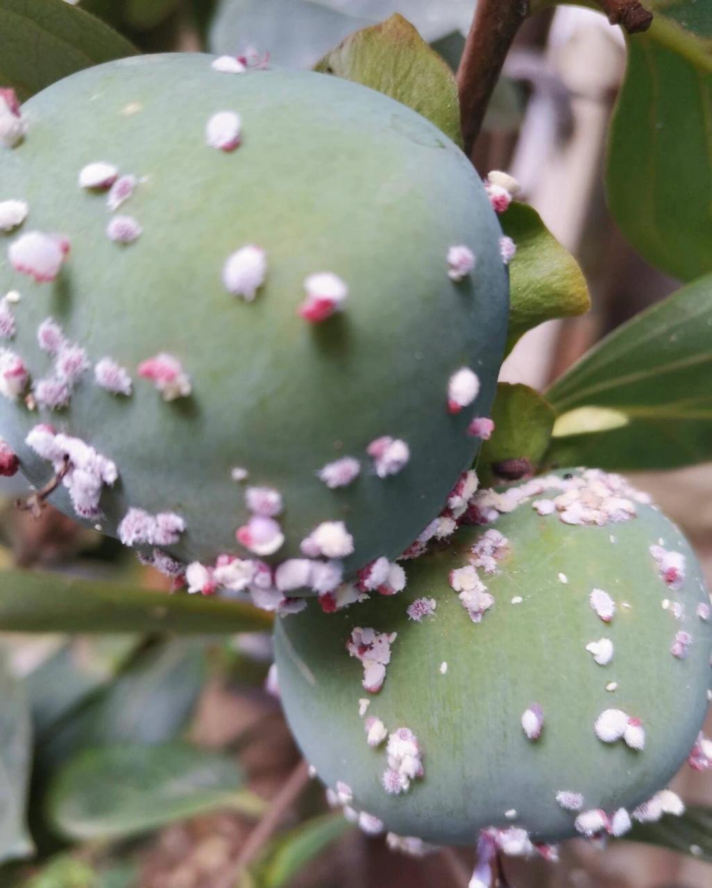 教你一招不花一分钱 农业技术问题解答:河北石家庄网友种植问题 柿子