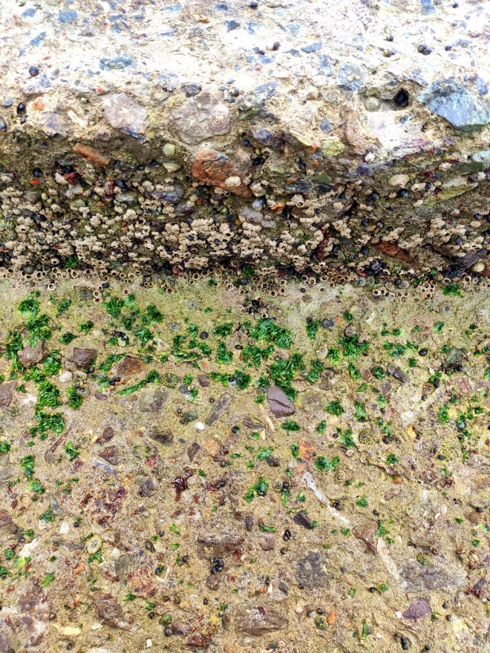 海岛见闻录:海洋"害虫"——藤壶 散步的时候发现海边的石头上有一片片