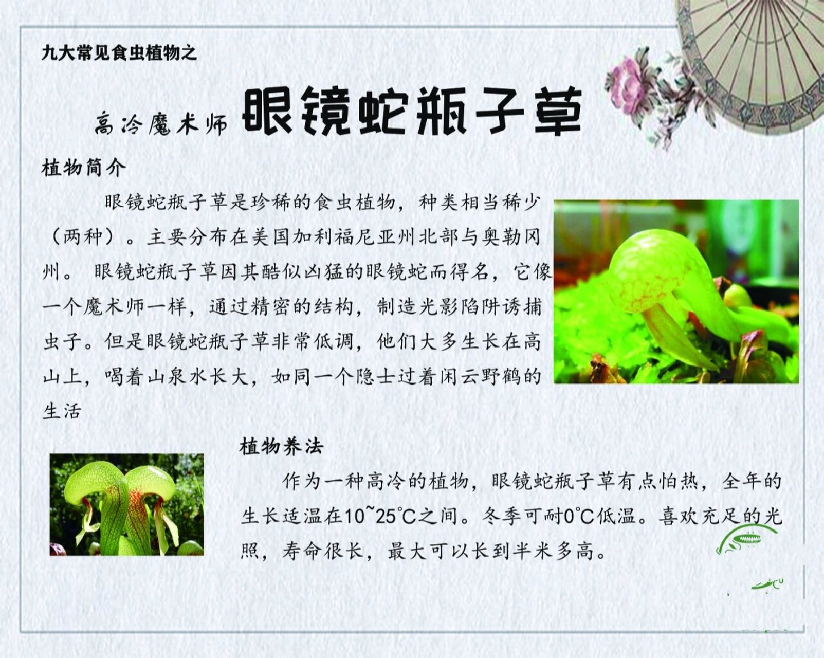 九大食虫植物之 眼镜蛇瓶子草怎么养