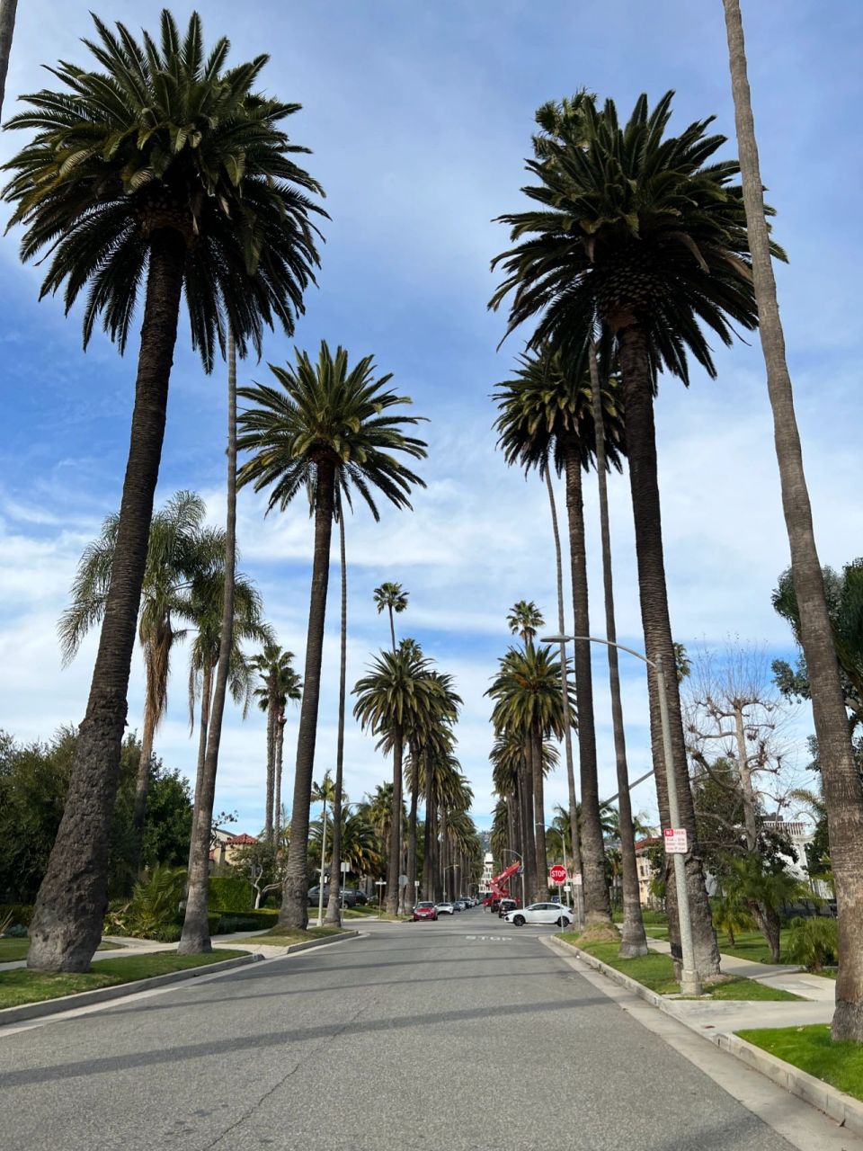 洛杉矶|la棕榈树90分分钟拍出大片 99s palm drive 来la旅游少不