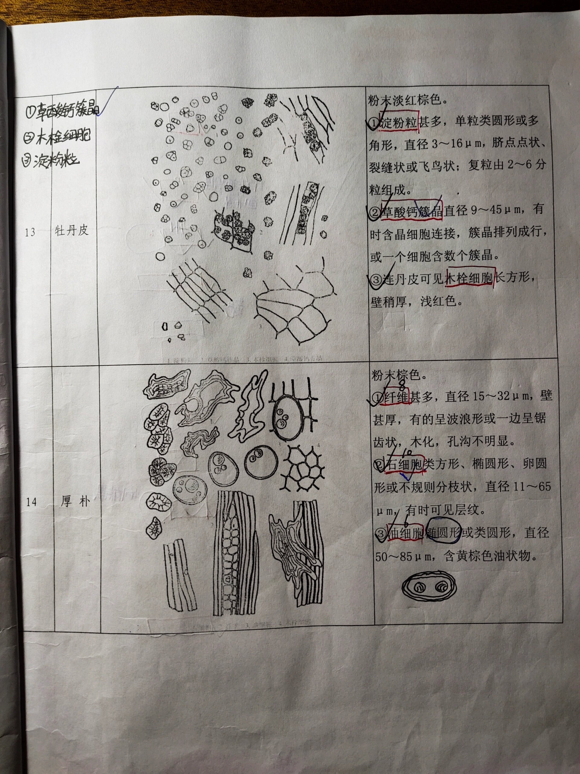 杜仲粉末显微鉴别图图片