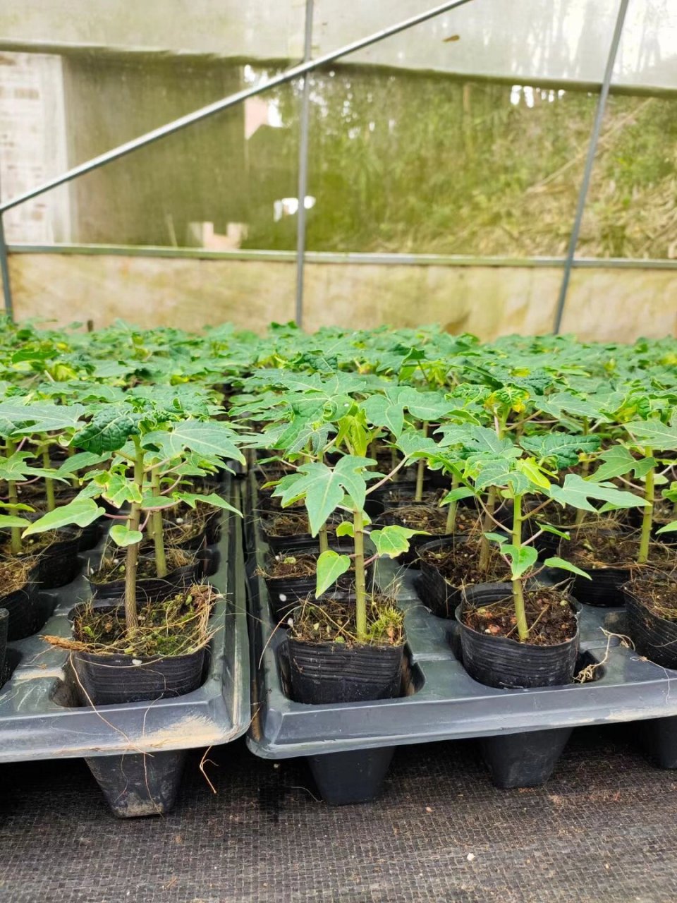 黄金木瓜果苗 瓜多 肉甜 黄金木瓜苗,种植3-6个月结果  种子苗