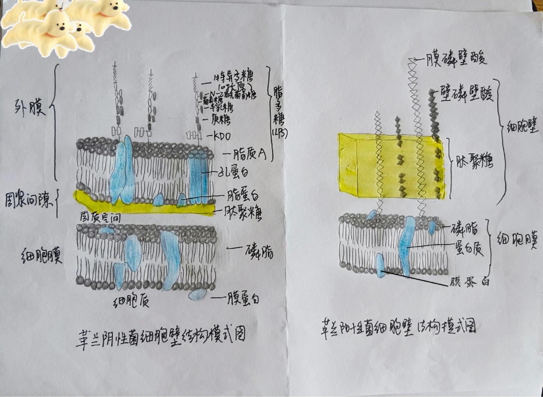 革兰氏阴性阳性菌模式图