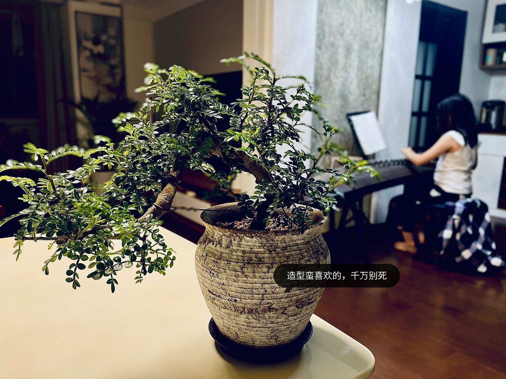 清香木长了好多白虫 造型蛮好的清香木,一觉醒来,长了好多白虫,不会死