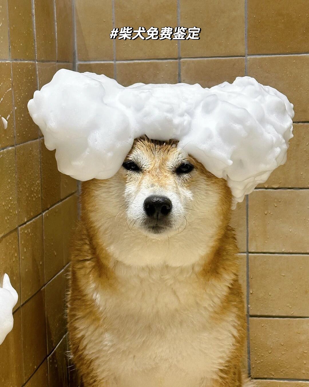 造型别致的小胖柴犬