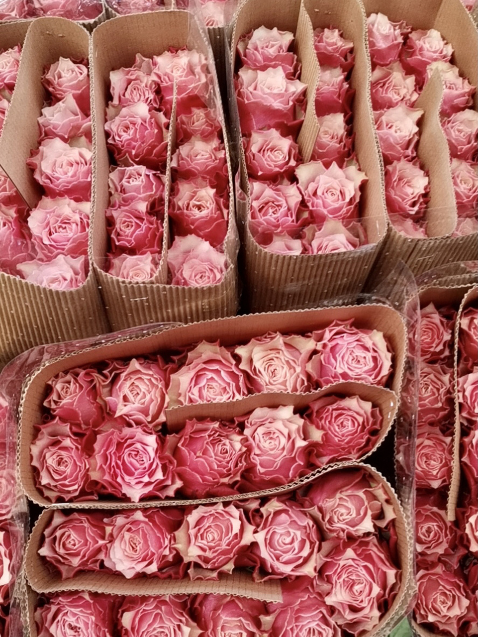 玫瑰-伯利兹 进口玫瑰伯利兹,也太美了吧95 我小时候妈妈总会买花