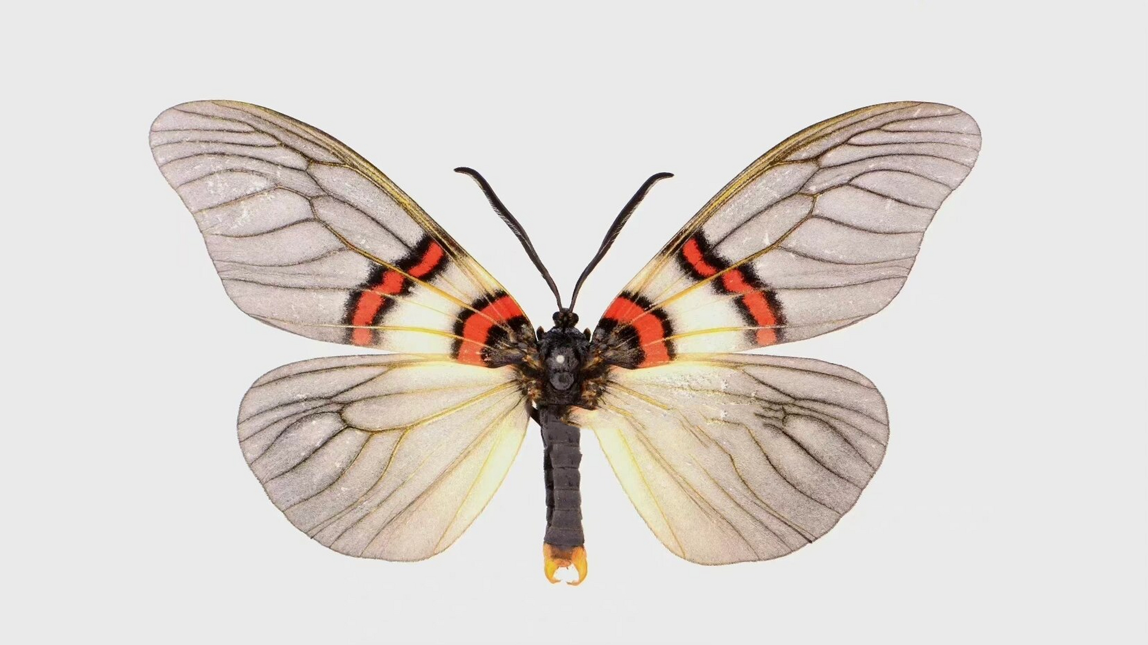 云南锦斑蛾 achelura yunnanensis horie & xue, 1999 飞蛾不输蝴蝶