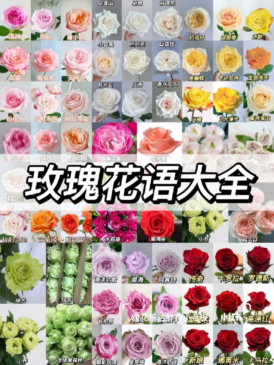 每种颜色玫瑰花语图片