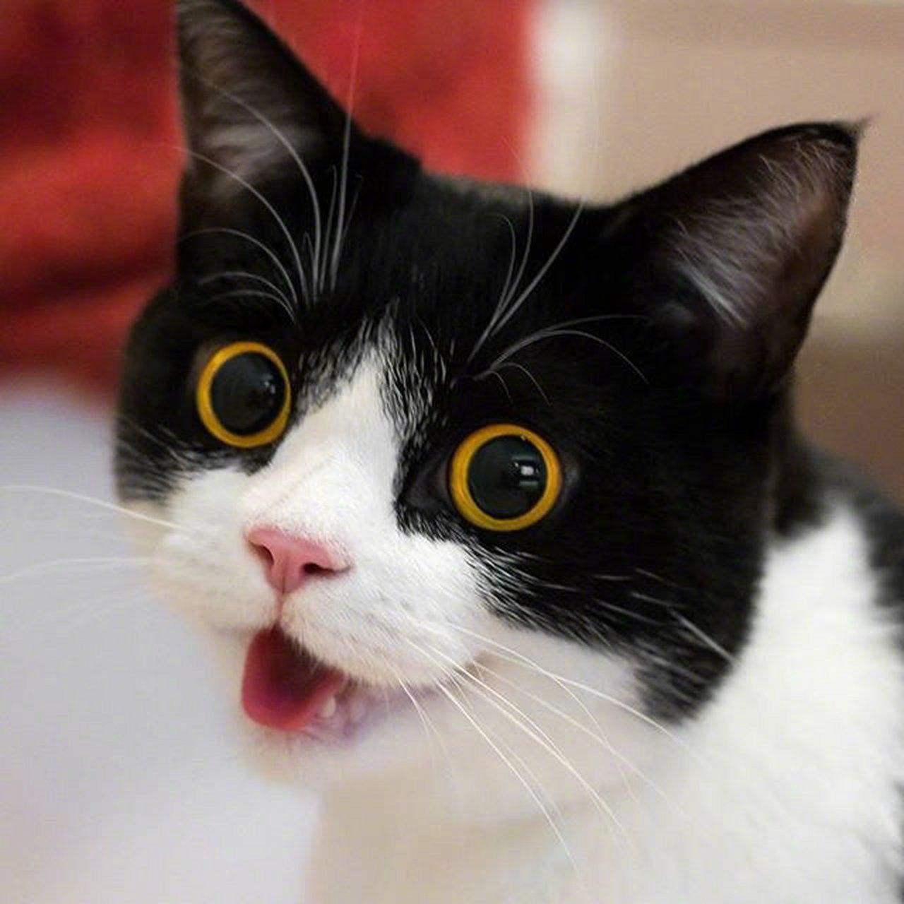 论一只喵的表情到底能多丰富.[摊手]  #动物趣图