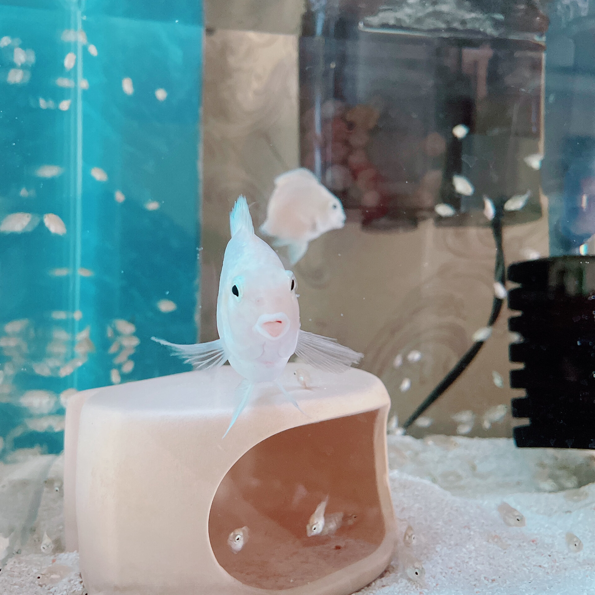 养鱼 | 迷你鹦鹉后续,今天发现母鱼又要生了